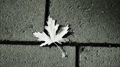 Leaves fallen leaves