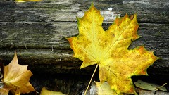 Leaves fallen leaves