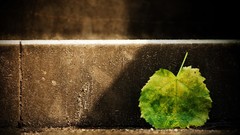 Leaves fallen leaves