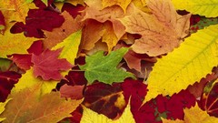 Leaves fallen leaves