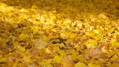 Leaves fallen leaves