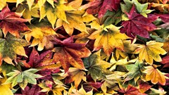 Leaves fallen leaves