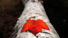 Leaves fallen leaves tree trunk