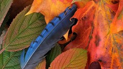 Leaves feathers fallen leaves