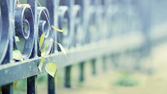 Leaves fences depth of field