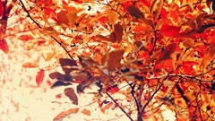 Leaves fire autumn ink red leaf