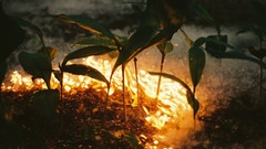 Leaves fire Plants burning