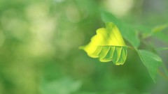 Leaves flora depth of field