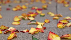 Leaves flower petals depth of field