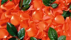 Leaves flower petals orange flowers