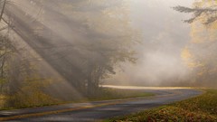 Leaves fog nature roads