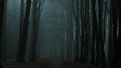 Leaves fog Trees paths forests