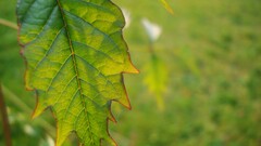 leaves forest Trees Plants