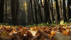 Leaves forests fallen leaves