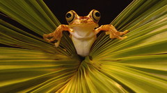 Leaves Frogs amphibians