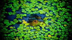 Leaves Frogs amphibians