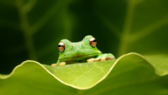 Leaves Frogs amphibians