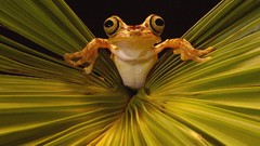 Leaves Frogs amphibians