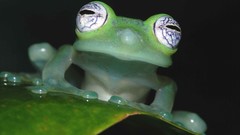 Leaves Frogs amphibians