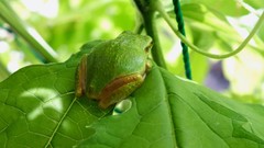 Leaves Frogs amphibians