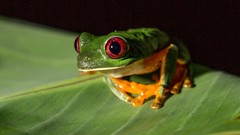 Leaves Frogs amphibians Red-Eyed Tree Frog