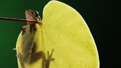 Leaves Frogs hanging amphibians
