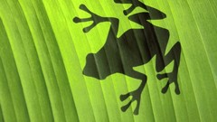 Leaves Frogs shadows georgia