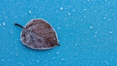 Leaves frost blue background fallen leaves