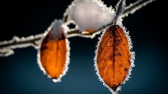 leaves frost macro nature ice Simple Background snow cold
