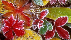 Leaves frosty forests