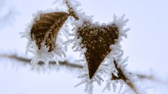 Leaves Frozen