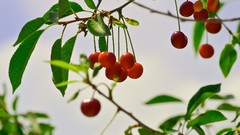 Leaves fruits depth of field fruit trees
