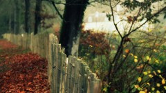 Leaves Garden fences fallen leaves