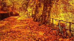 Leaves gold paths fallen leaves