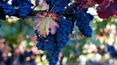 Leaves grapes bokeh fruits fruit trees