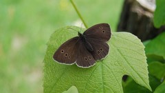 Leaves grapes Butterflies