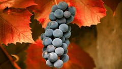 Leaves grapes fruits