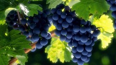 Leaves grapes fruits
