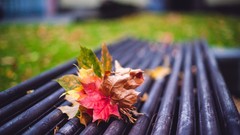 Leaves grass autumn bench