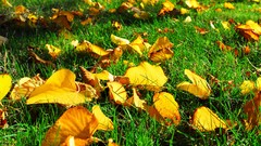 Leaves grass autumn fallen leaves