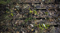 Leaves grass fallen leaves