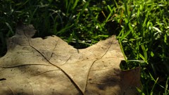 Leaves grass fallen leaves