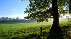 Leaves grass light wire protection