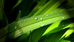 Leaves grass macro dew