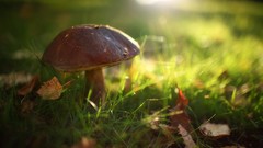 Leaves grass mushrooms depth