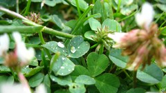 Leaves grass rain Green