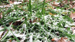 Leaves grass snow oak