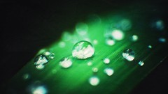 Leaves grass water drops