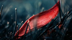 Leaves grass water red drop