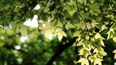 Leaves Green